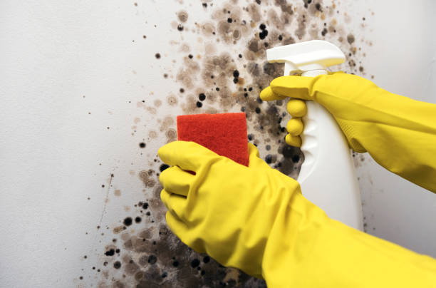 Best Certified Mold Removal  in Millbourne, PA